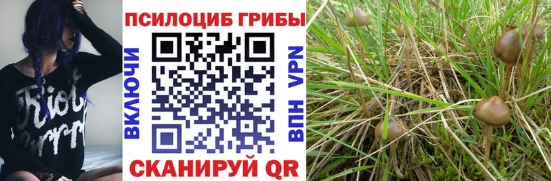 хочу   Купино  Псилоцибиновые грибы GOLDEN TEACHER 